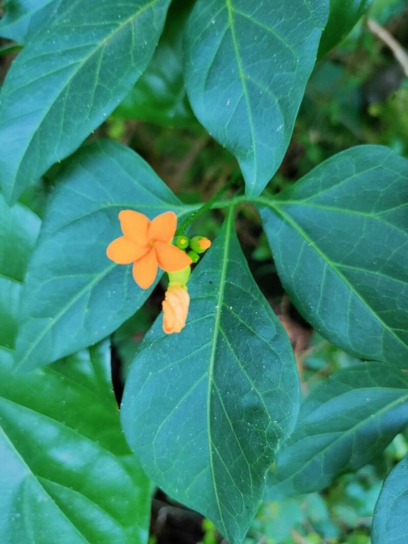 Psiguria triphylla flower