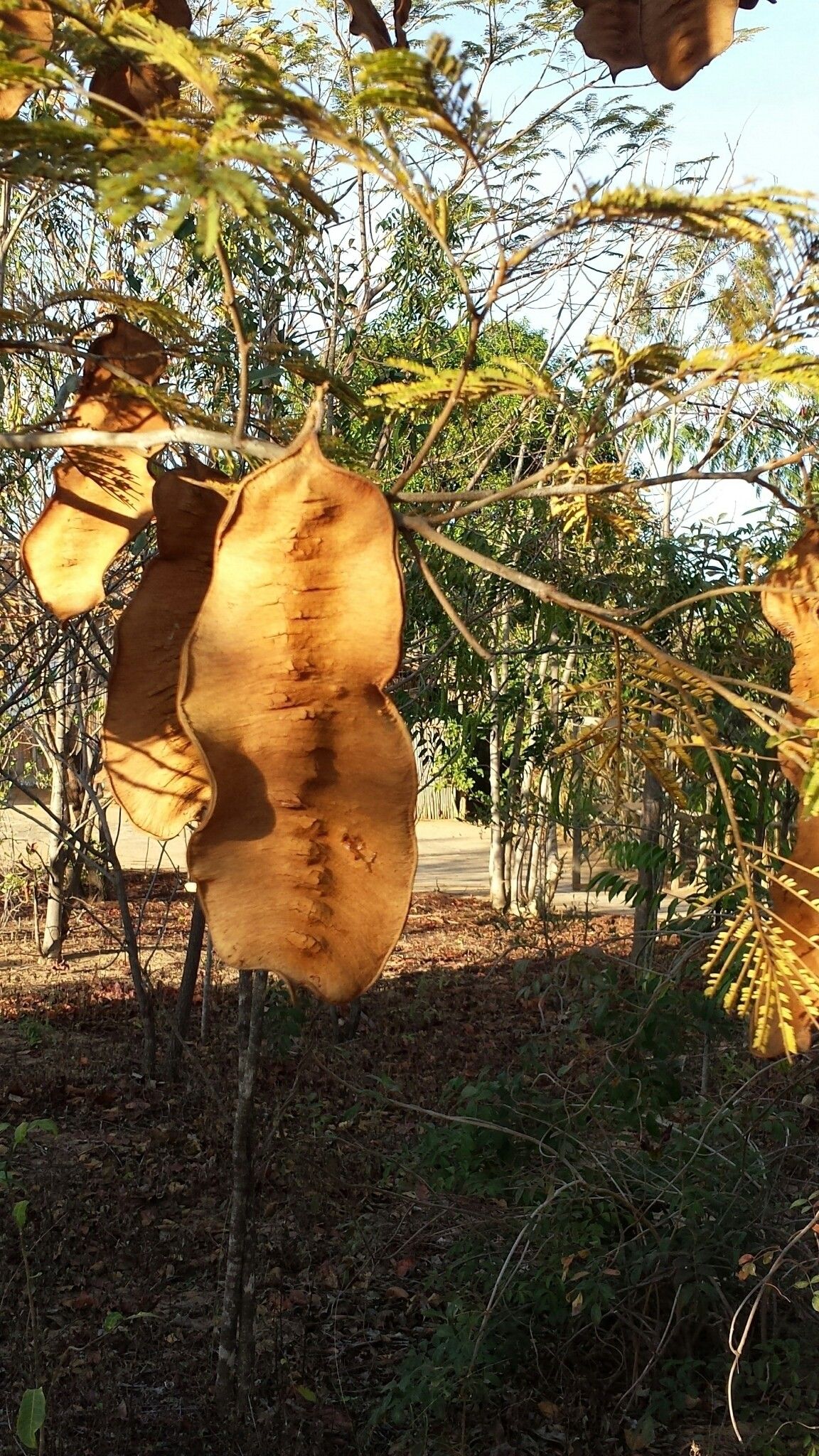 Albizia boinensis — houseplant care guide