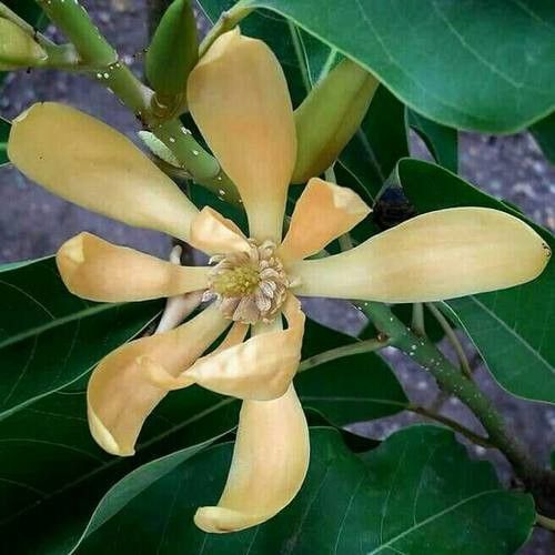 Michelia champaca flower