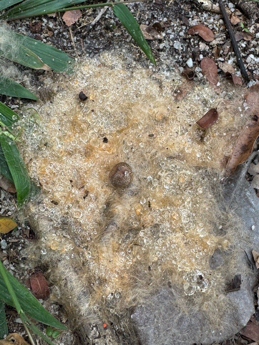 Pachira endecaphylla fruit