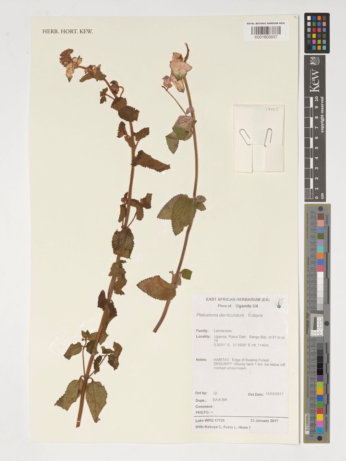 Platostoma rotundifolium other