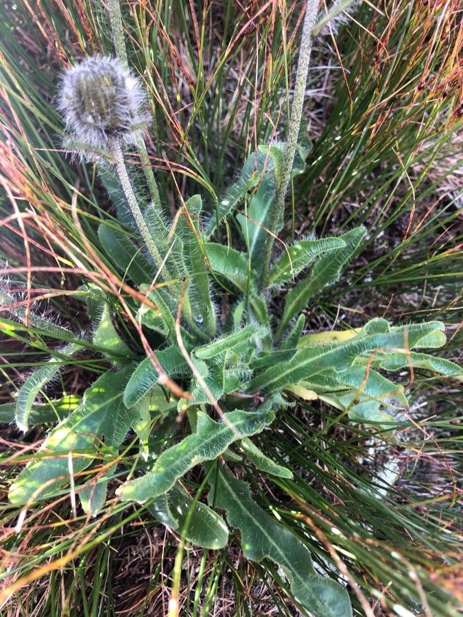 Hieracium halleri — houseplant care guide