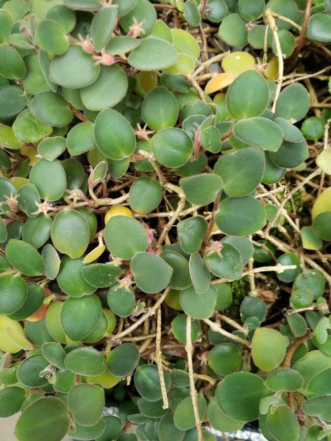 Codonanthe devosiana leaf