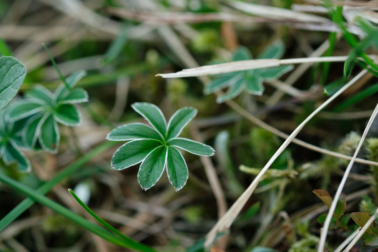 Alchemilla hoppeana — houseplant care guide