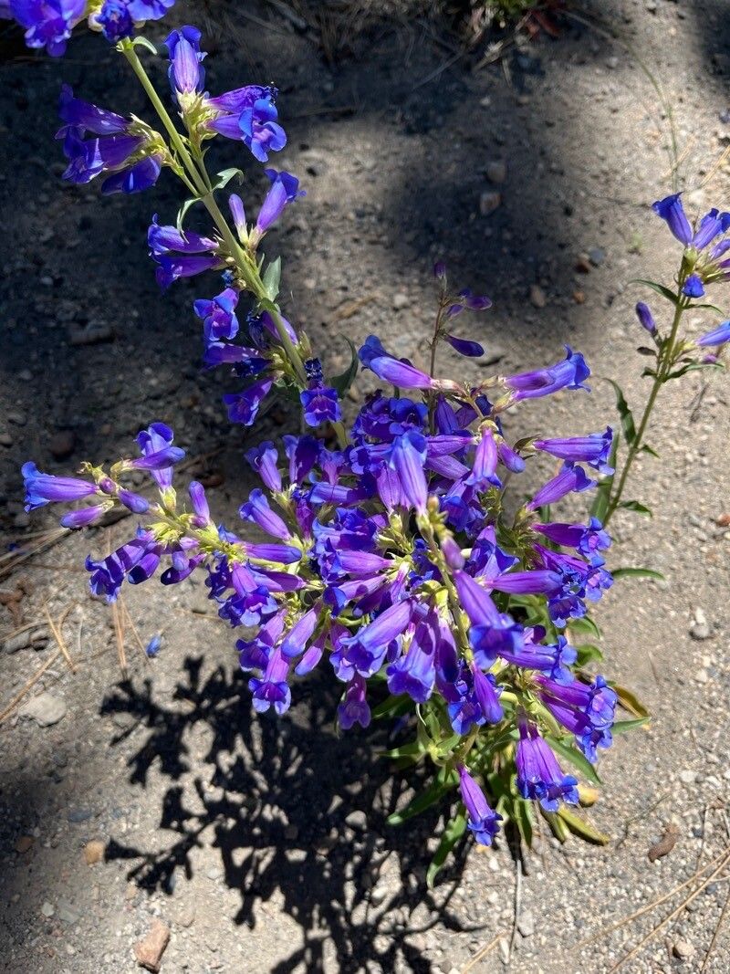 Penstemon speciosus flower