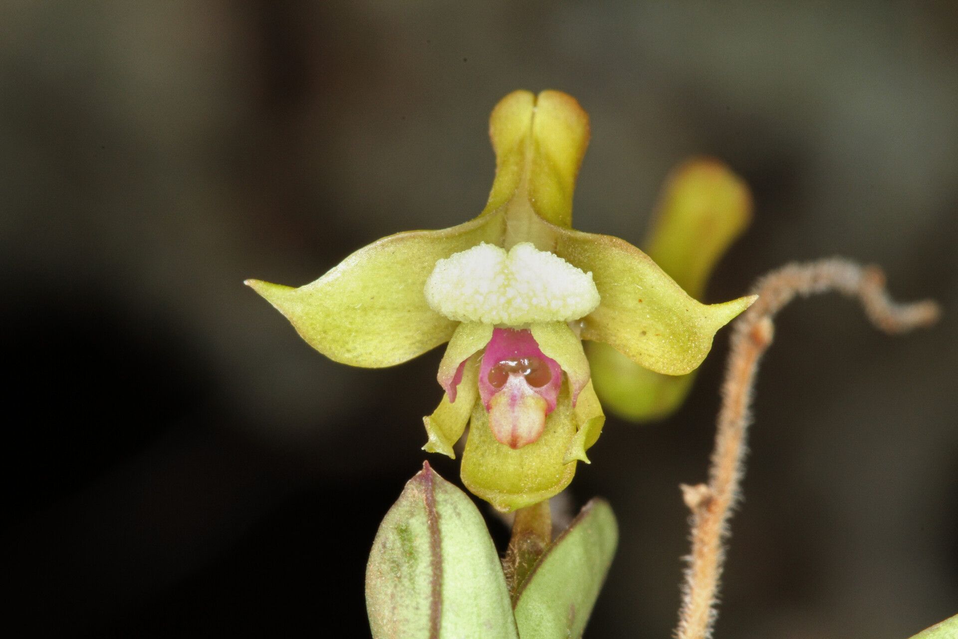 Polystachya spatella flower
