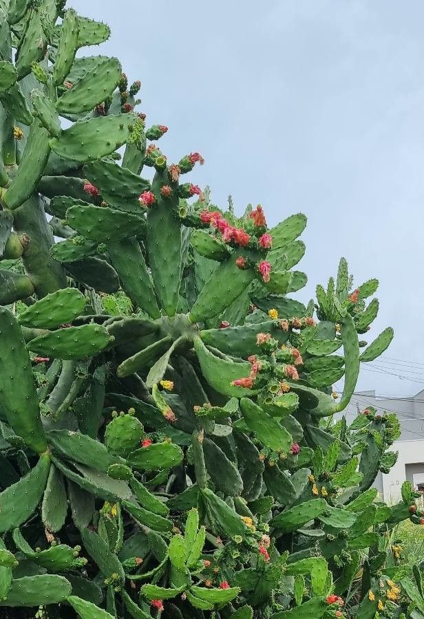 Opuntia cochenillifera flower