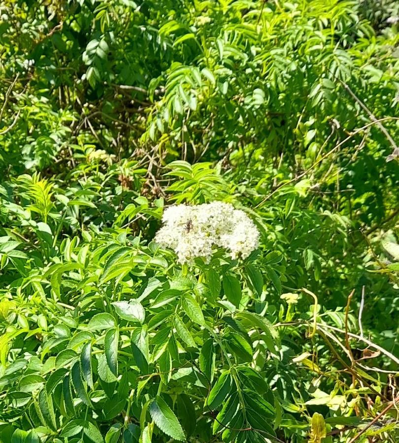Sambucus australis habit