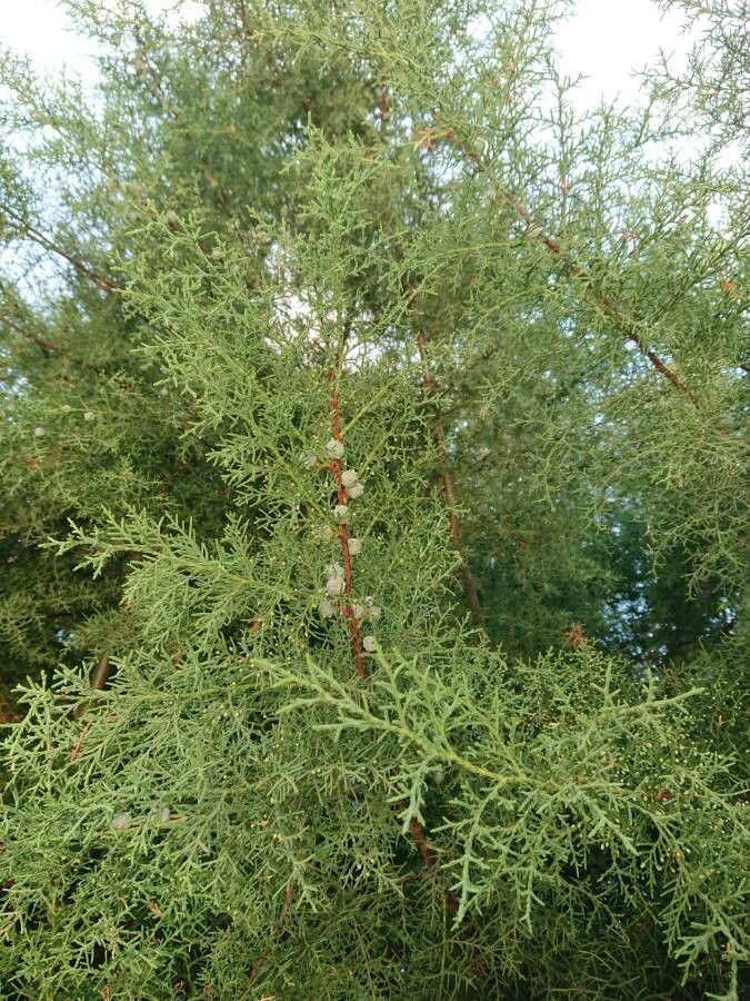 Hesperocyparis forbesii — search result for 'Cupressus'