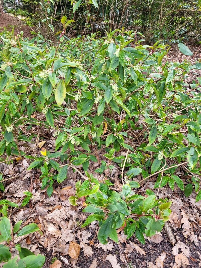 Ribes laurifolium habit