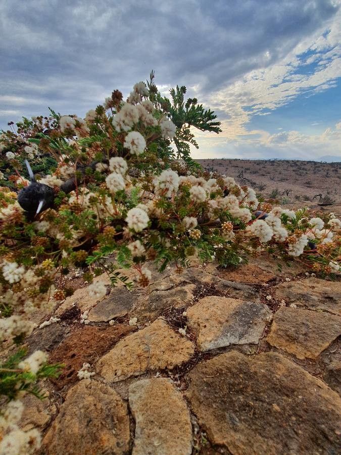 Vachellia drepanolobium flower