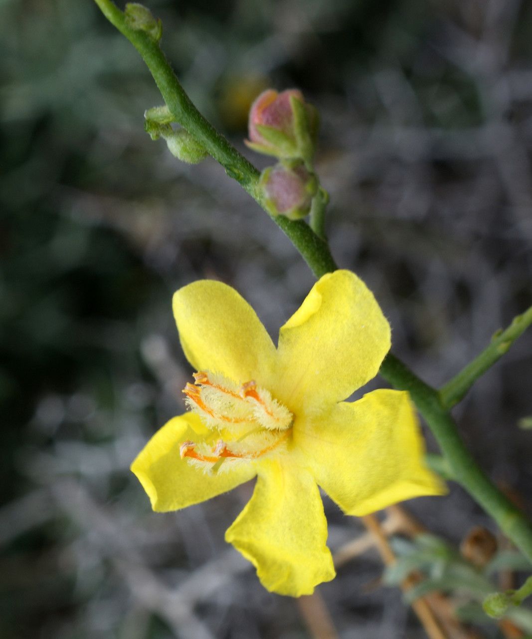 Verbascum spinosum flower