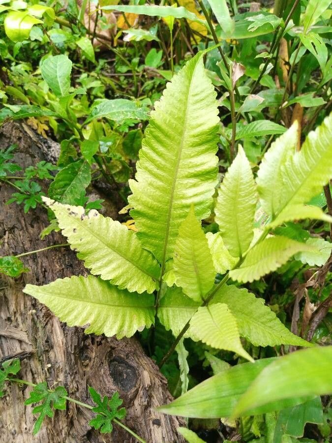 Thelypteris poiteana — search result for 'Thelypteris'