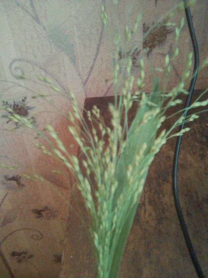 Panicum latifolium — search result for 'Panicum'