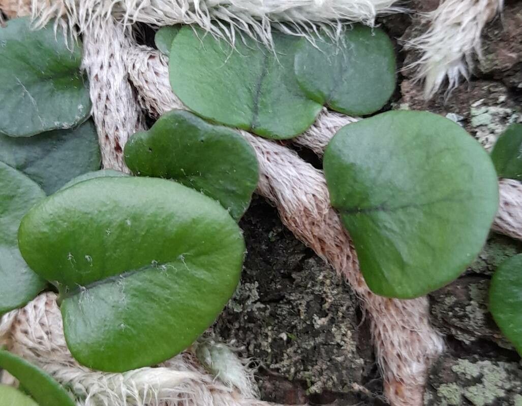 Microgramma vacciniifolia — houseplant care guide