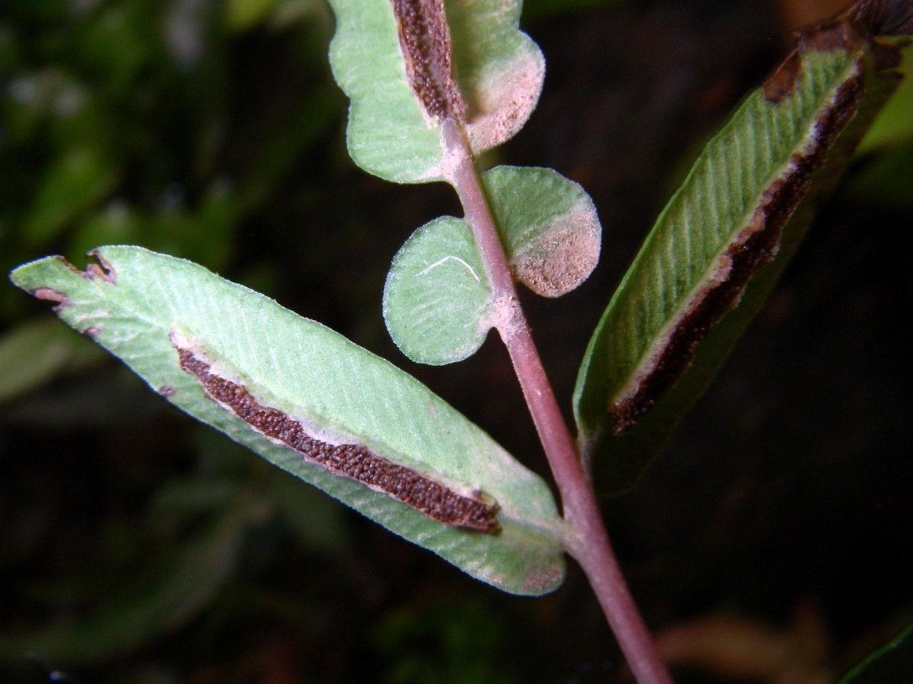 Blechnum gracile bark