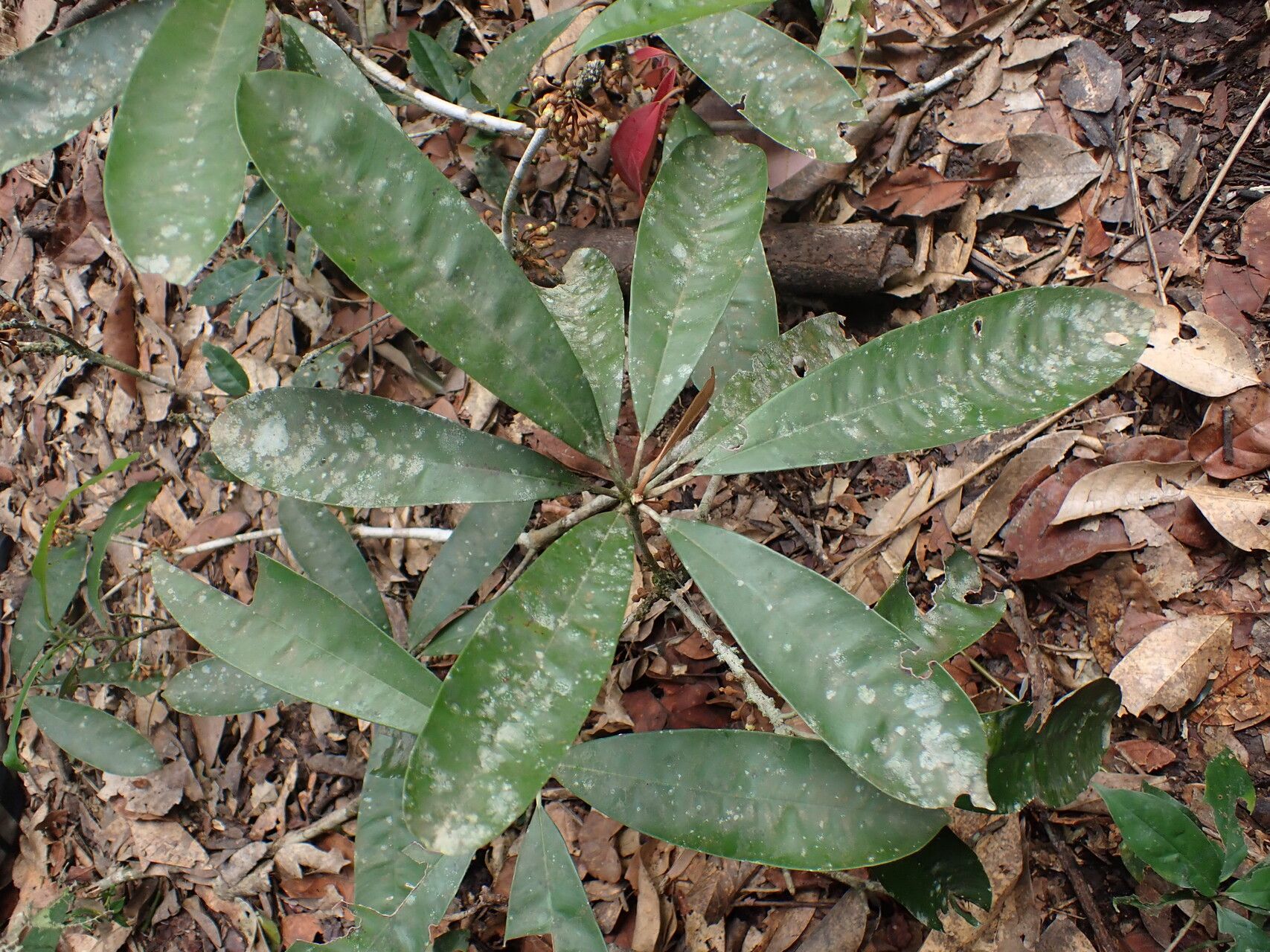 Englerophytum congolense leaf