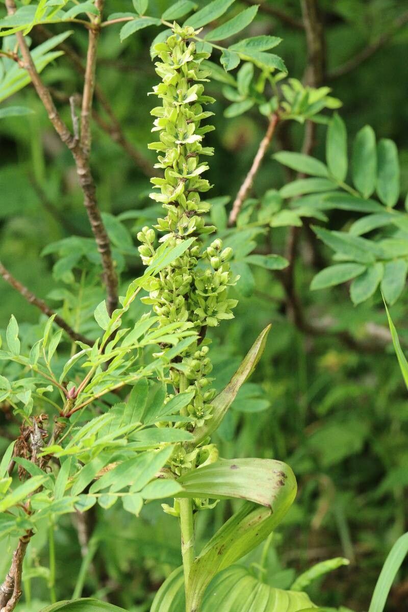 Veratrum oxysepalum — houseplant care guide