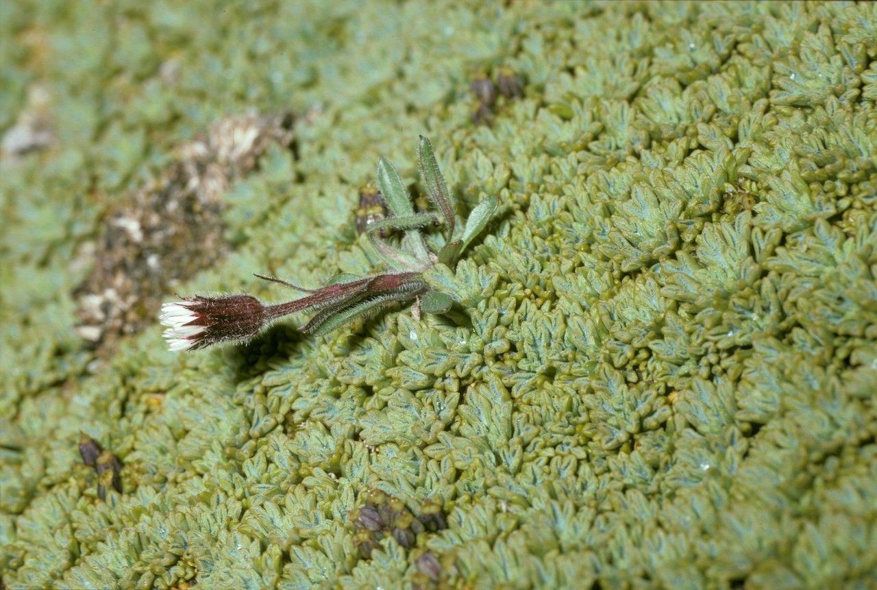 Erigeron patagonicus — search result for 'Erigeron'