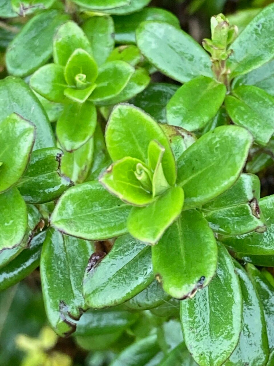 Valeriana microphylla leaf