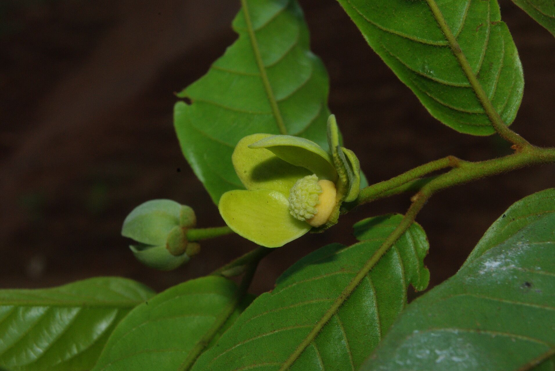 Uvaria comperei flower