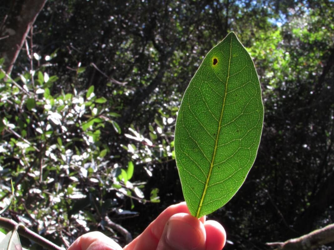 Ocotea catharinensis leaf