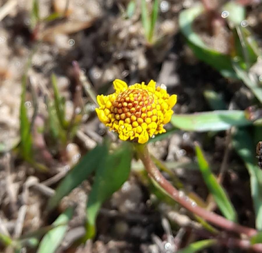 Acmella pusilla flower
