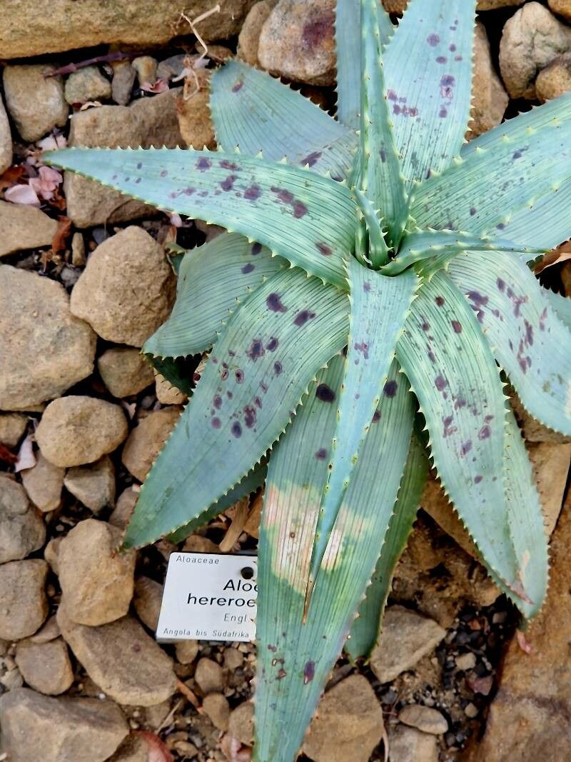 Aloe hereroensis habit