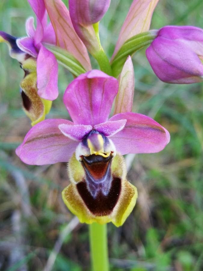 Ophrys tenthredinifera flower