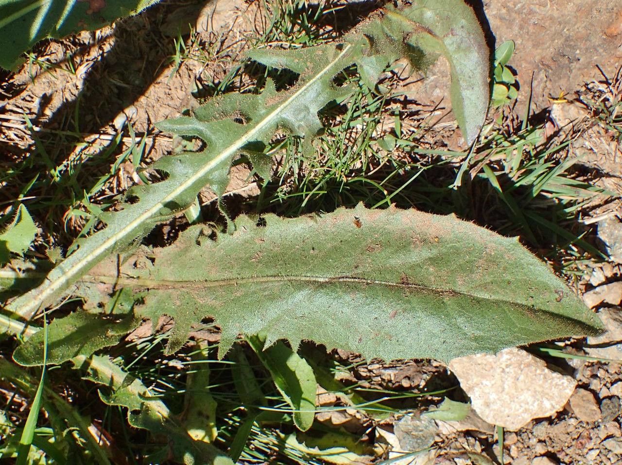 Crepis conyzifolia — search result for 'Crepis'
