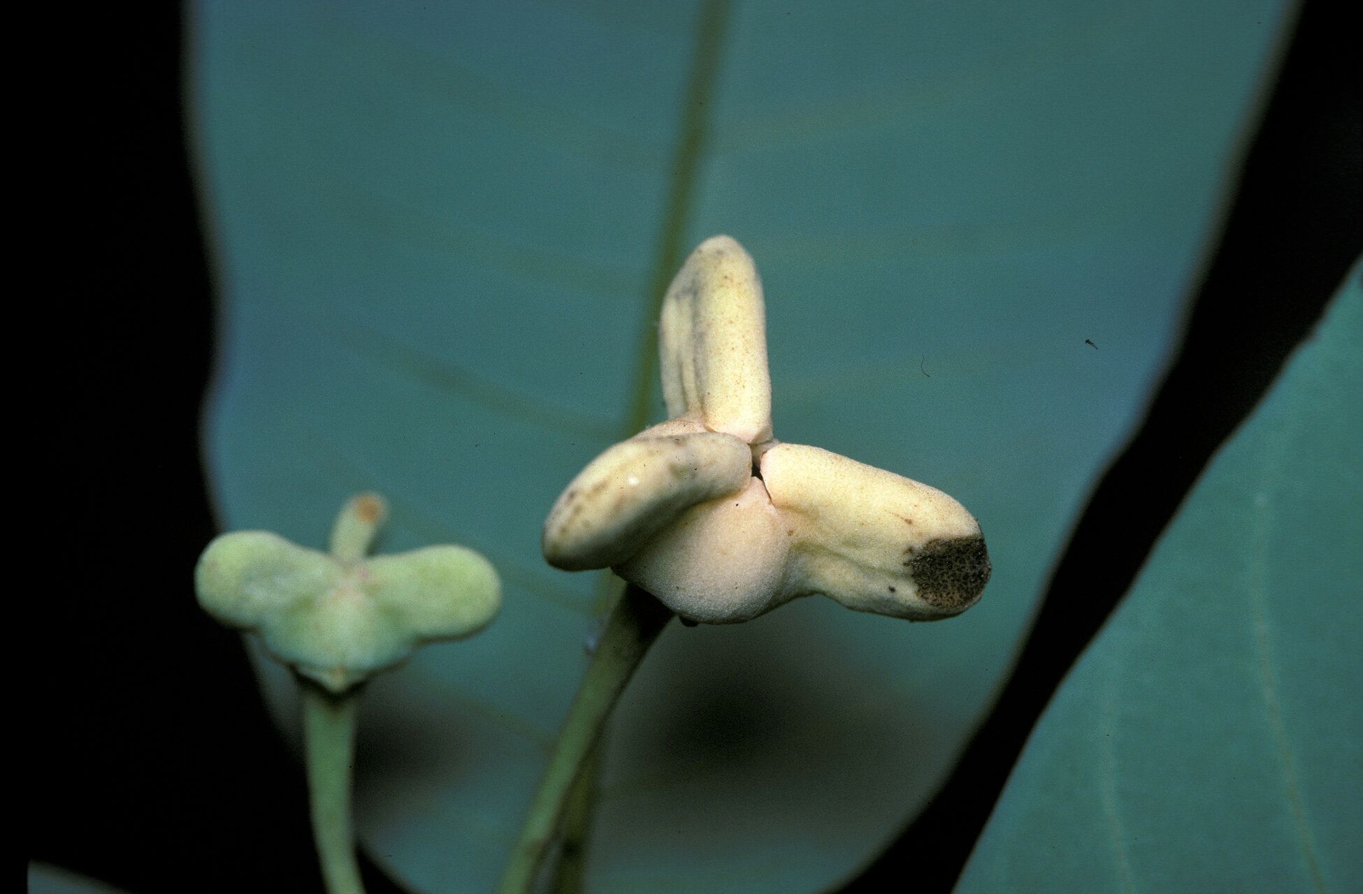 Rollinia exsucca flower