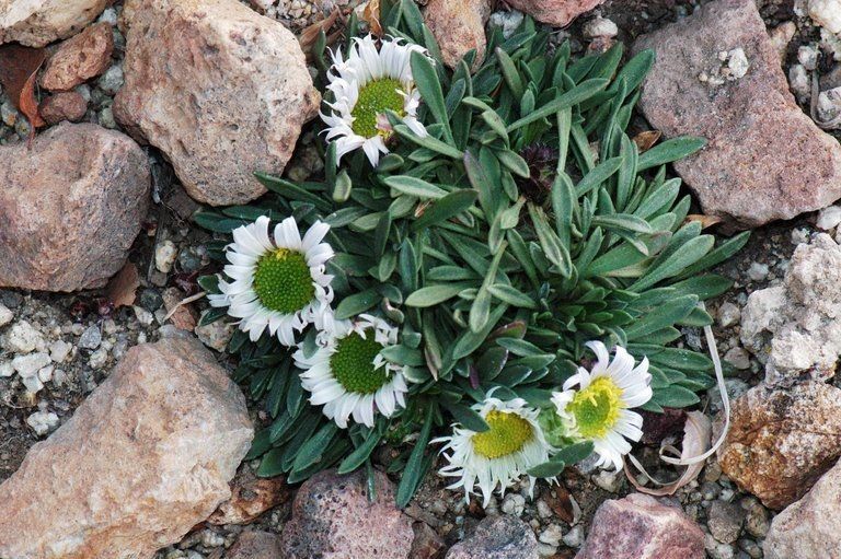 Townsendia spathulata habit