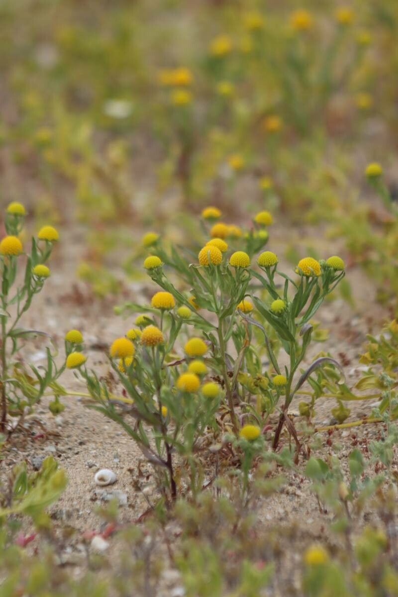 Helenium atacamense