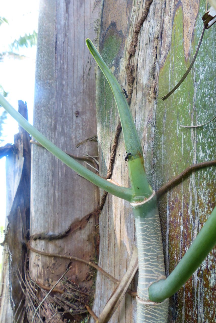 Philodendron gigas bark