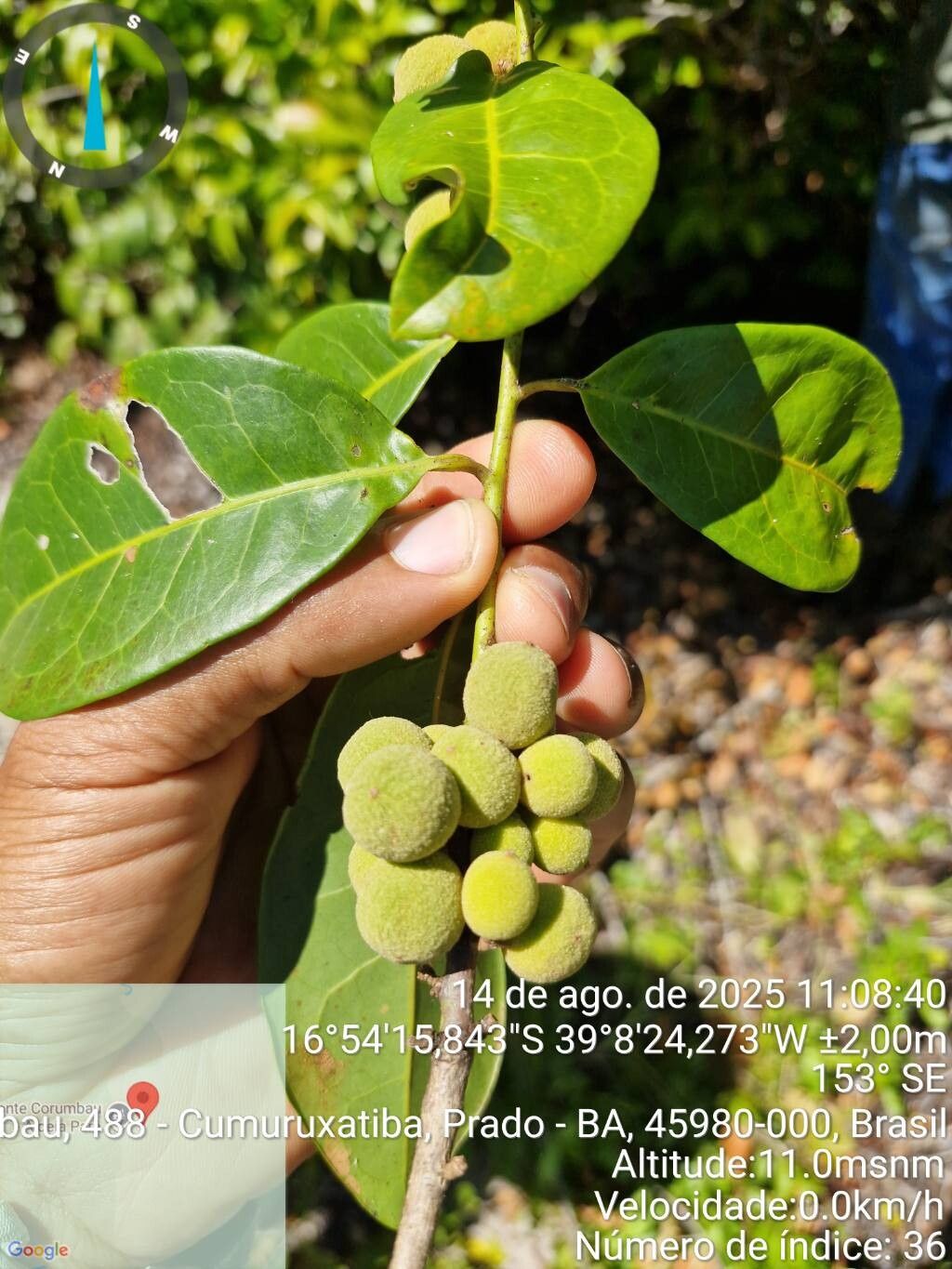 Pera heteranthera — houseplant care guide