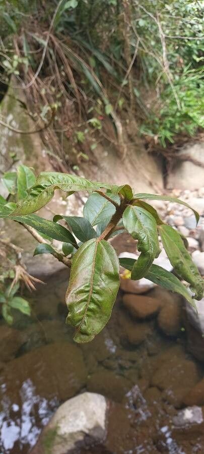 Oreopanax oerstedianus — houseplant care guide