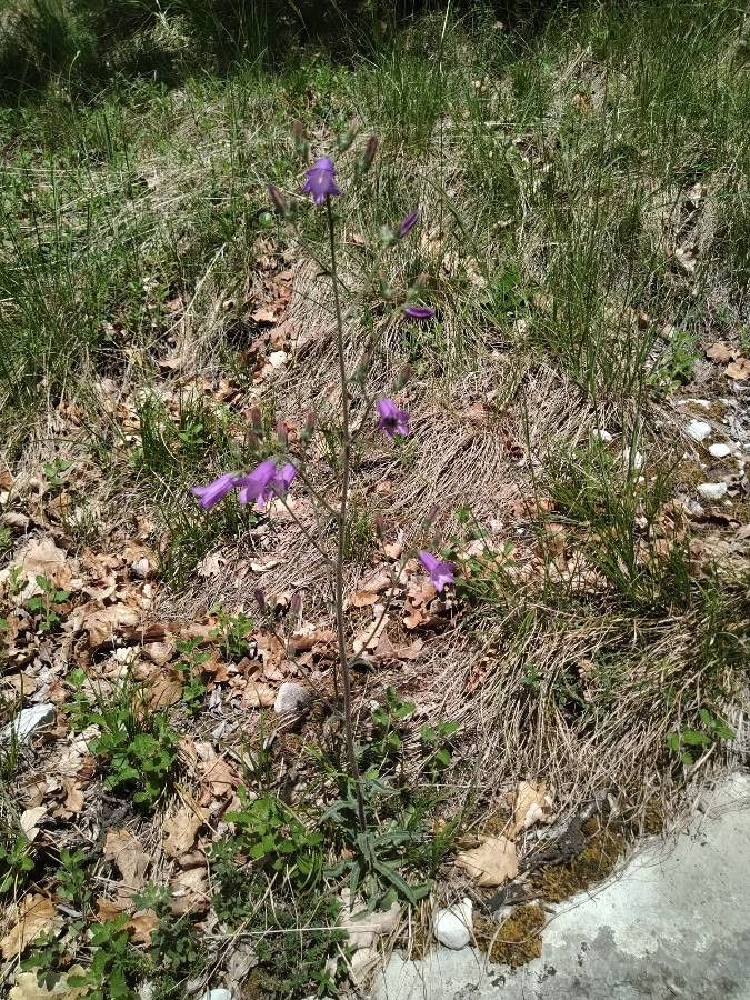 Campanula sibirica habit