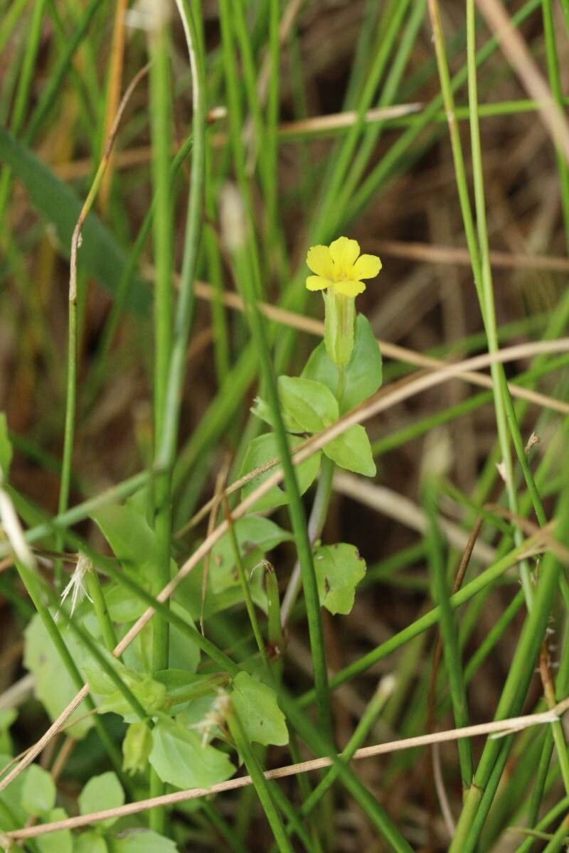 Erythranthe inflata flower