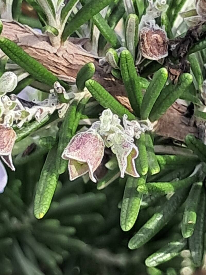 Salvia jordanii fruit