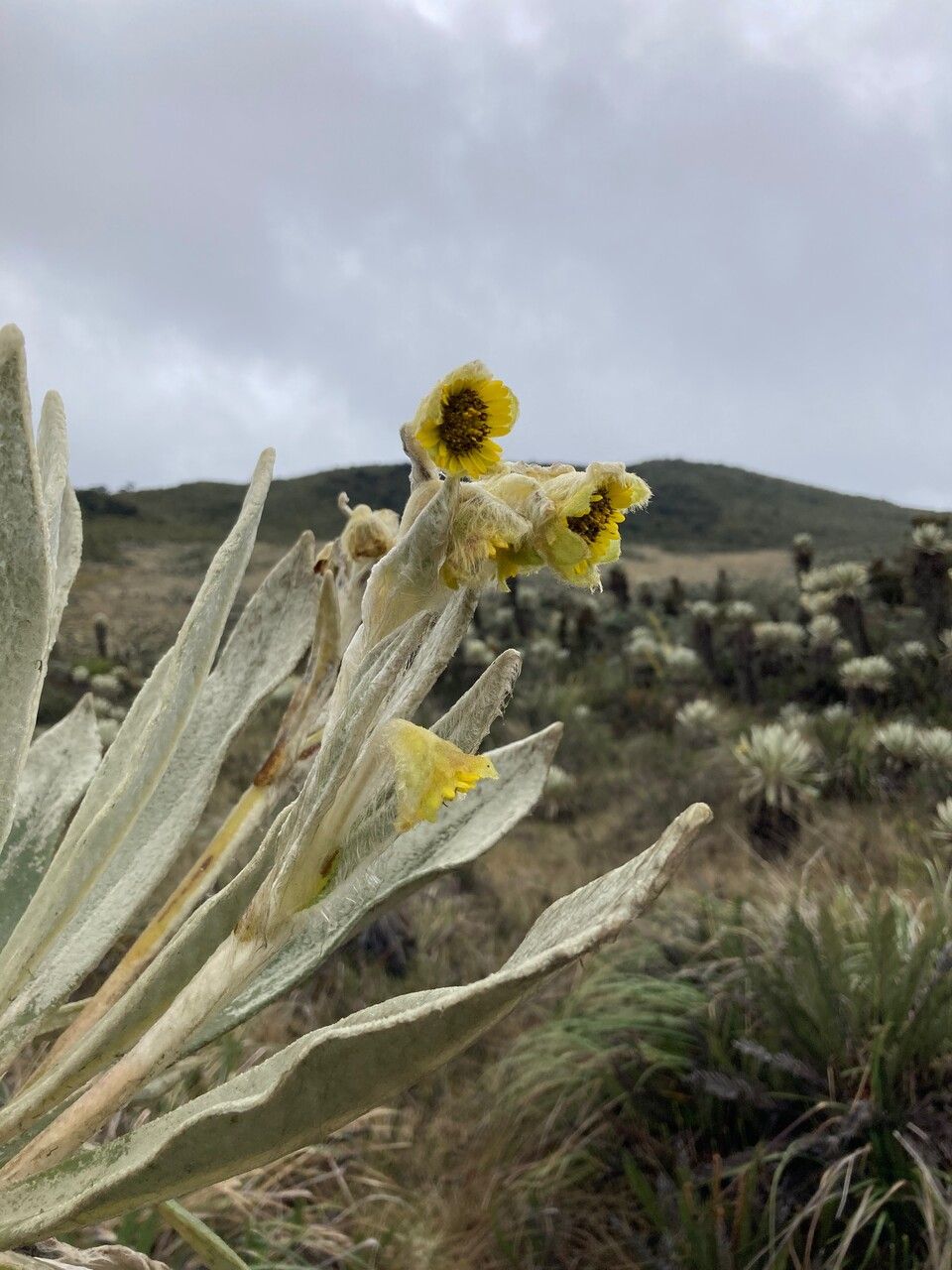 Espeletia pycnophylla flower