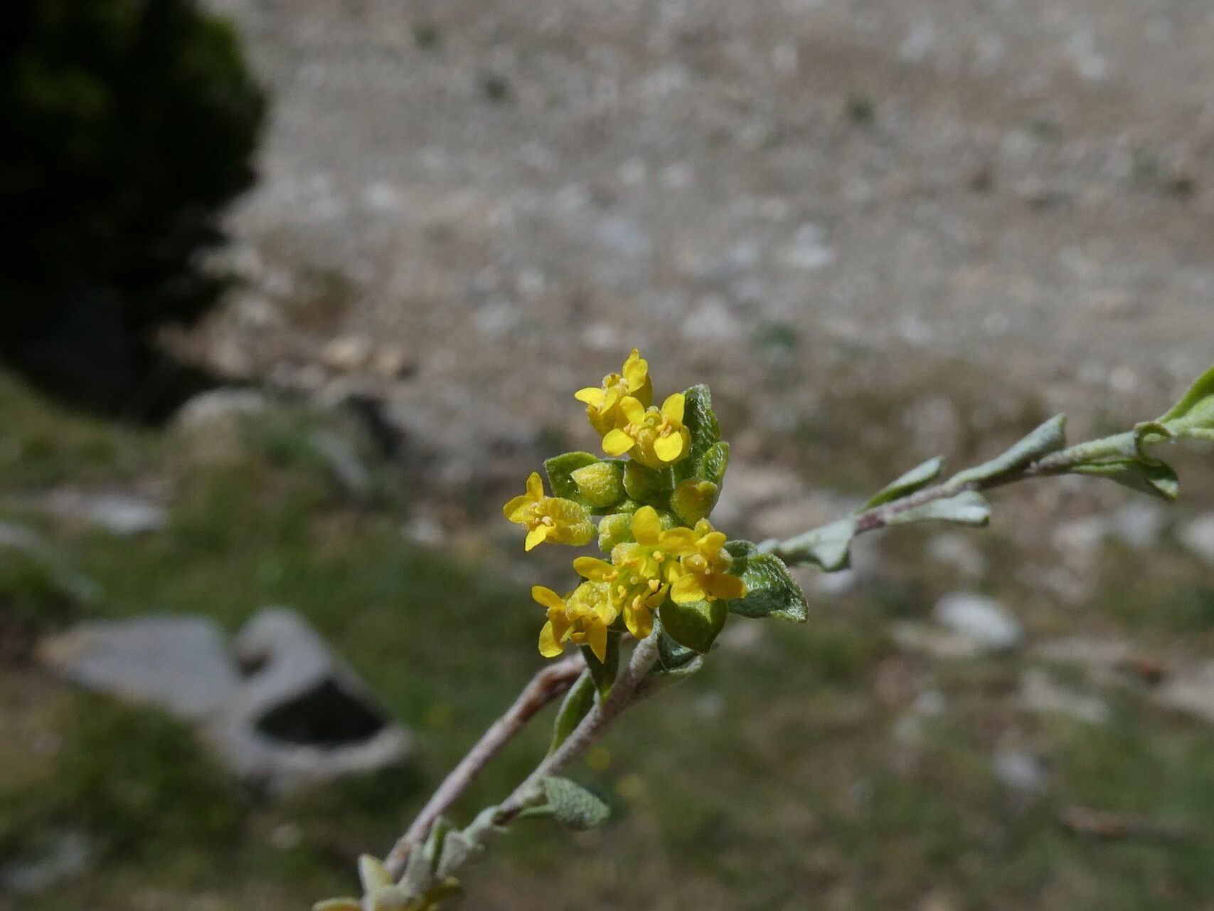 Alyssum serpyllifolium flower