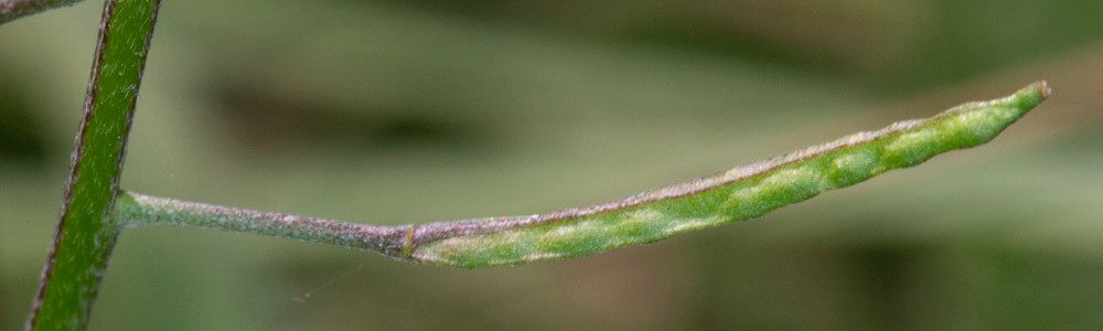 Erysimum cheiranthoides fruit