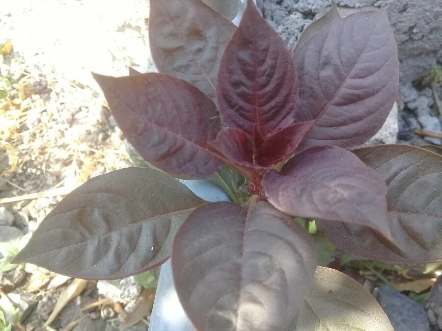 Deeringia spicata — related species from the same genus