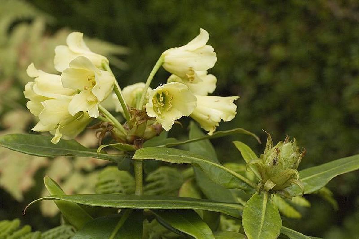 Rhododendron multicolor — houseplant care guide
