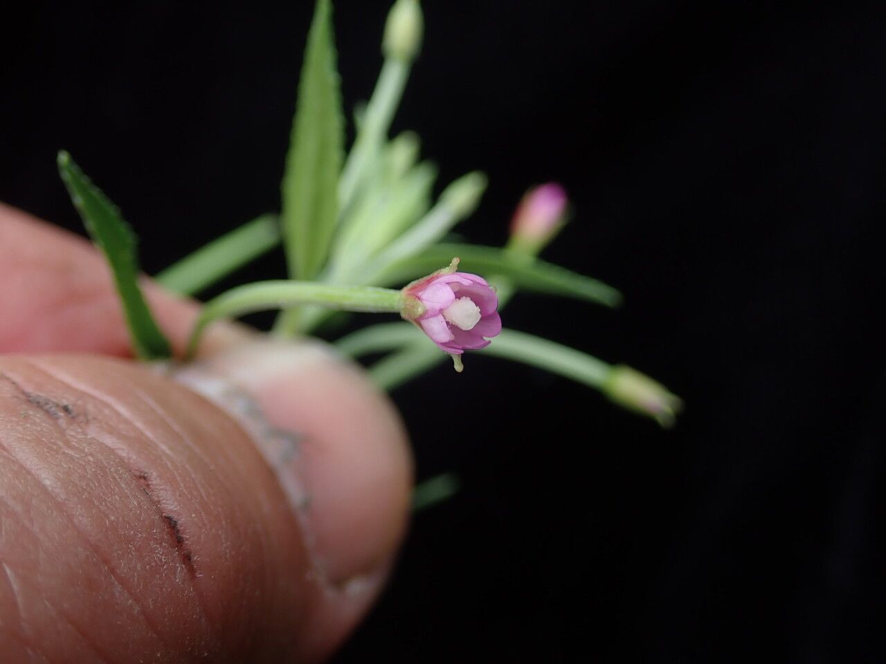 Epilobium cylindricum other