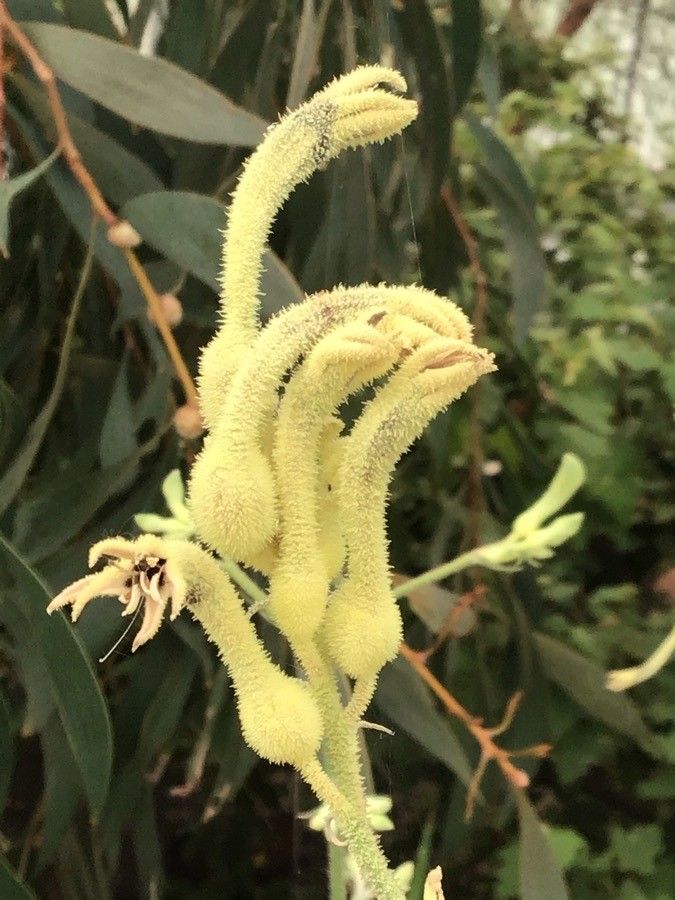 Anigozanthos flavidus flower