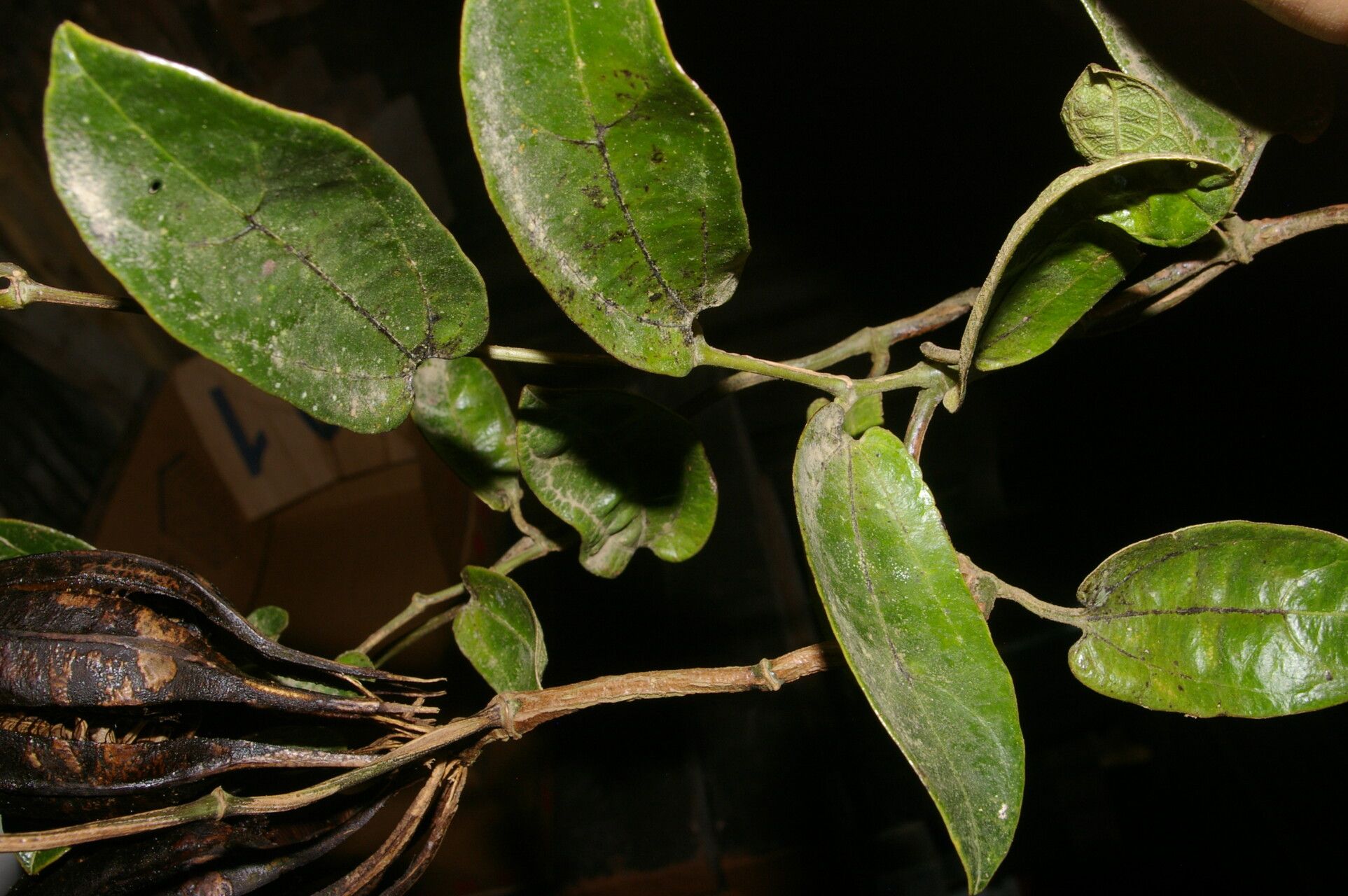 Aristolochia tonduzii fruit