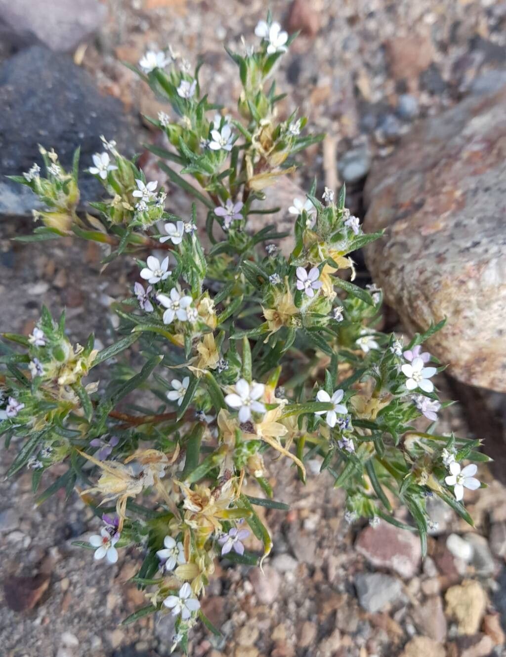 Ipomopsis gossypifera habit