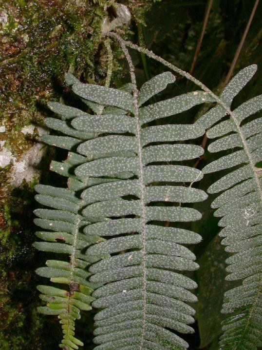 Pleopeltis furfuracea leaf