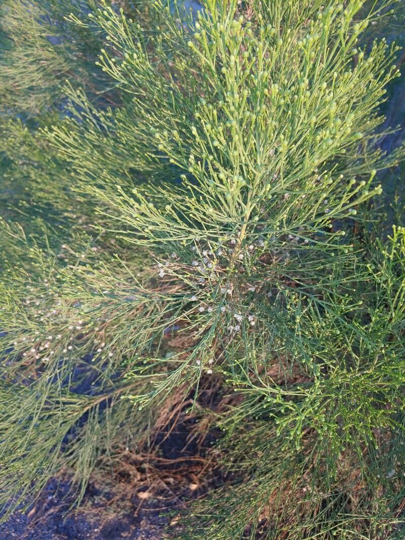Baccharis sarothroides leaf